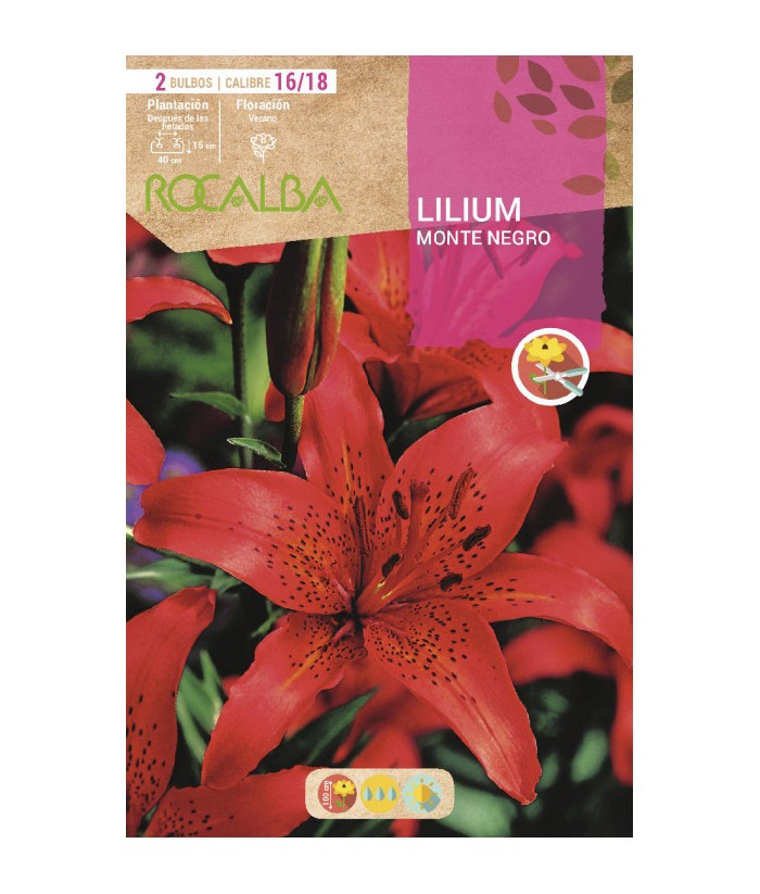 BULBO LILIUM MONTENEGRO BOLSA 2UDS ROCALBA