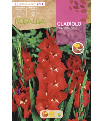 BULBO GLADIOLO 12/14 10UDS TRADERHORN ROCALBA 