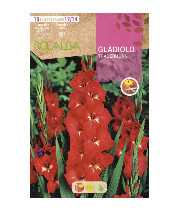 BULBO GLADIOLO 12/14 10UDS TRADERHORN ROCALBA 