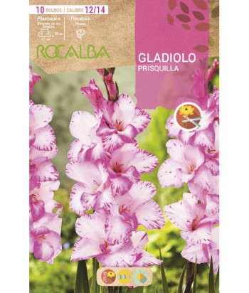 BULBO GLADIOLO 12/14 10UDS PRISQUILLA ROCALBA 