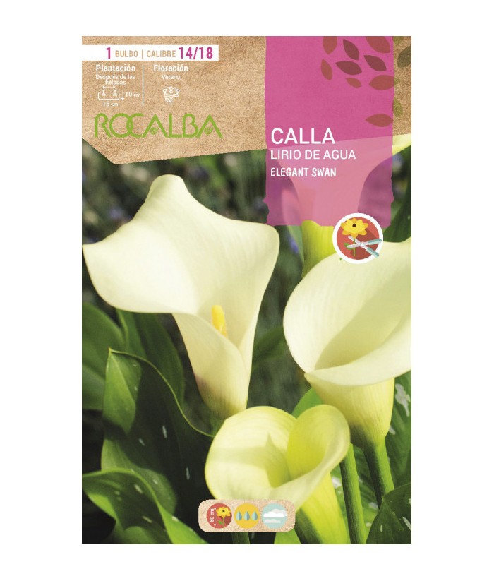 BULBO CALLA ELEGANT SWAN CAL 14/18 ROCALBA  UD 