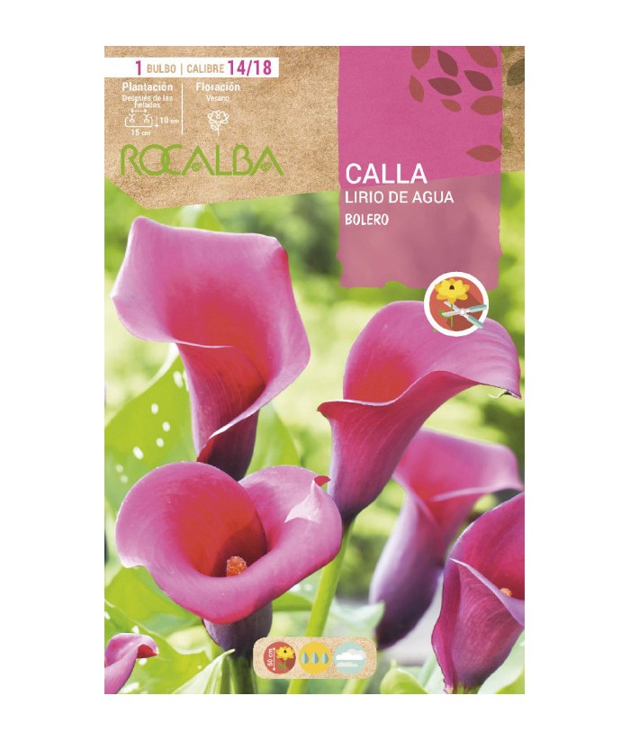 BULBO CALLA BOLERO CAL 14/18 ROCALBA  UD 