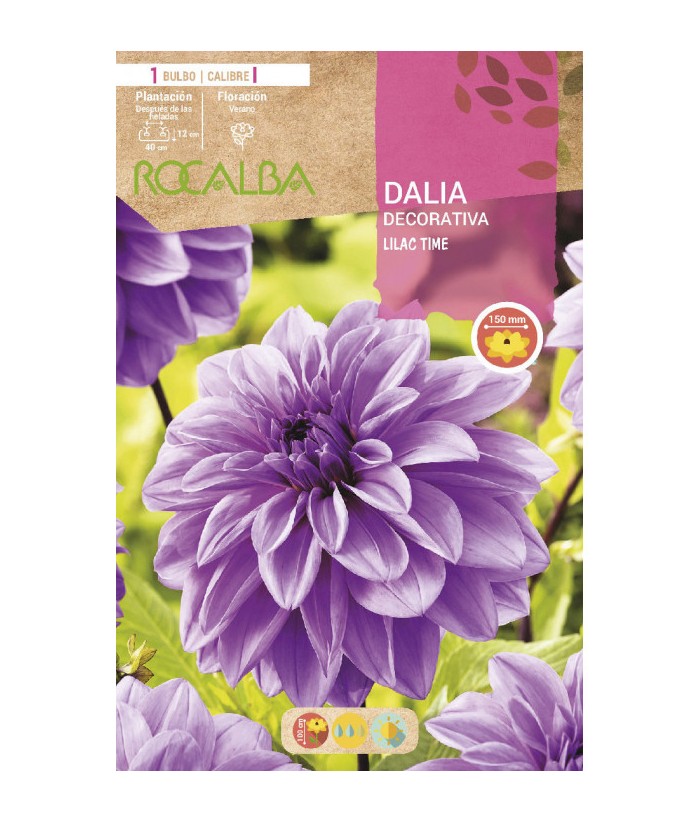 BULBO DALIA LILAC TIME GRANEL  UD  ROCALBA