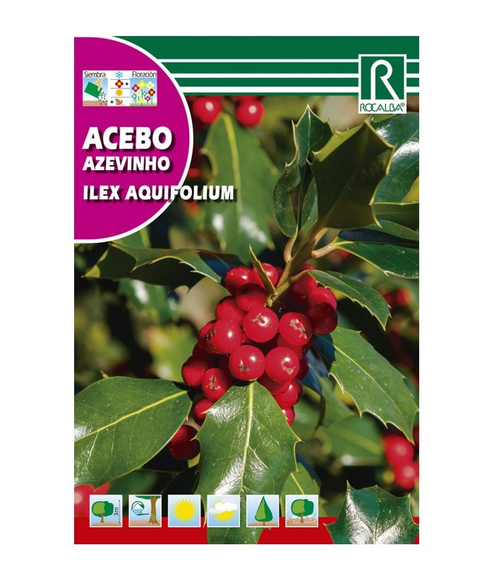 ACEBO ILEX ROCALBA 1G