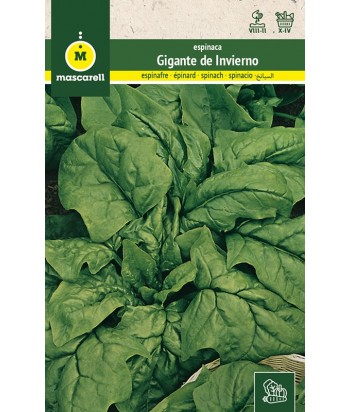 ESPINACA GIGANTE DE INVIERNO 12GR MASCARELL