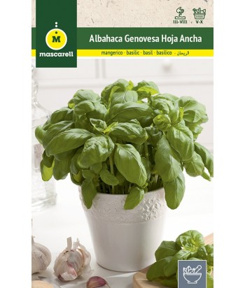 ALBAHACA GENOVESA HOJA ANCHA 5GR MASCARELL