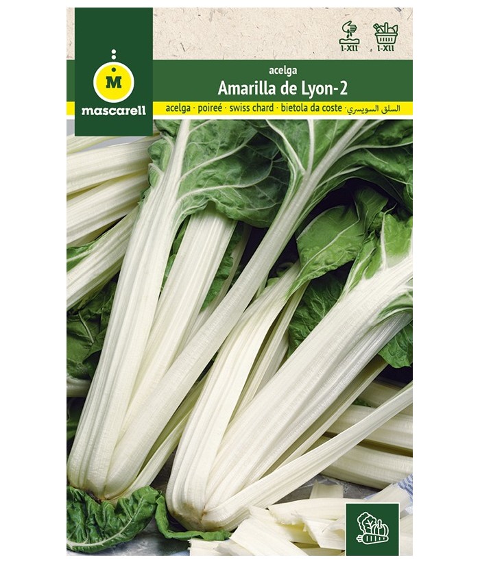 ACELGA AMARILLA DE LYON 2 10GR MASCARELL