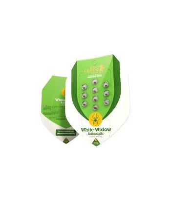 ROYAL QUEEN AUTO WHITE WIDOW 3UDS