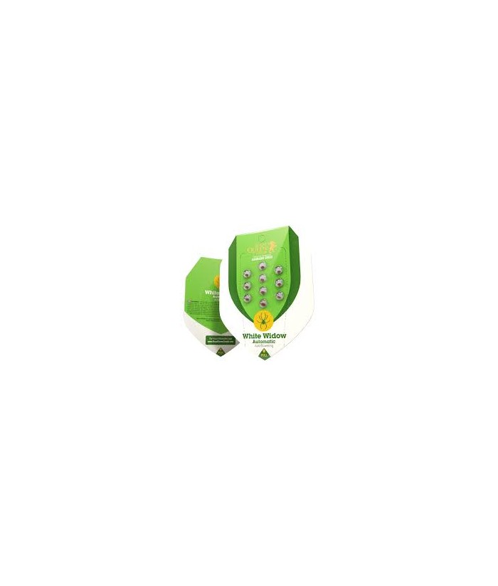 ROYAL QUEEN AUTO WHITE WIDOW 3UDS ROYAL QUEEN AUTO WHITE WIDOW 3UDS