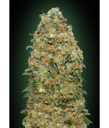 00 SEEDS WHITE WIDOW FEMINIZADA 3UDS