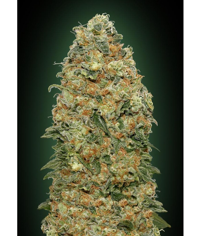 00 SEEDS WHITE WIDOW FEMINIZADA 3UDS 00 SEEDS WHITE WIDOW FEMINIZADA 3UDS