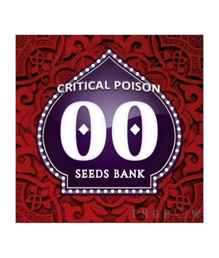 00 SEEDS CRITICAL POISON FEMINIZADA 3UDS 00 SEEDS CRITICAL POISON FEMINIZADA 3UDS