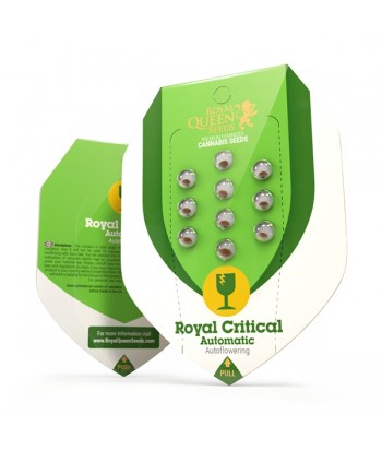 ROYAL QUEEN AUTO ROYAL CRITICAL  3UDS