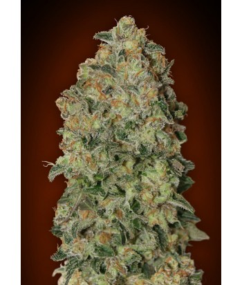 00 SEEDS AUTO CHOCOLATE SKUNK XXL 3UDS
