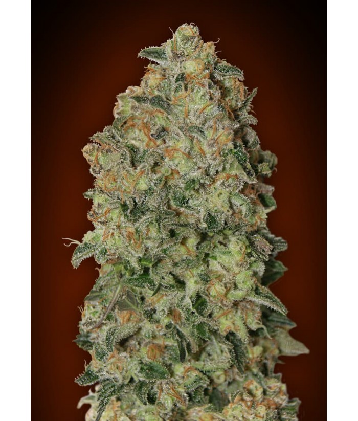 00 SEEDS AUTO CHOCOLATE SKUNK XXL 3UDS 00 SEEDS AUTO CHOCOLATE SKUNK XXL 3UDS
