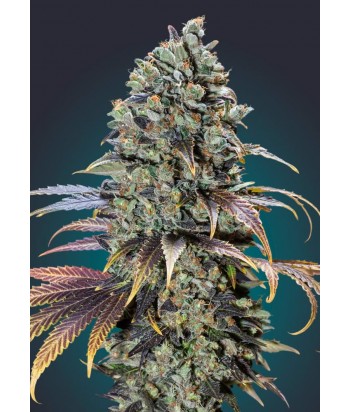 00 SEEDS AUTO CHOCOLATE CREAM 5UDS