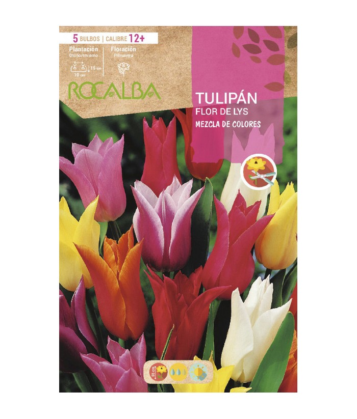 BULBO TULIPAN FLOR DE LYS 5UDS