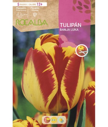 BULBO TULIPAN BANDA LUKA 5UDS CALIBRE 12 