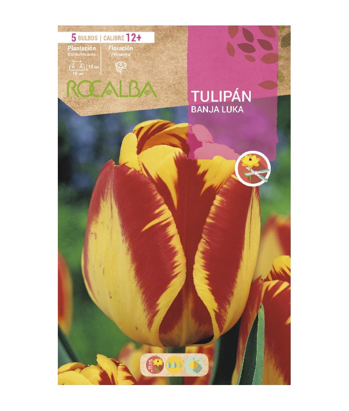 BULBO TULIPAN BANDA LUKA 5UDS CALIBRE 12 