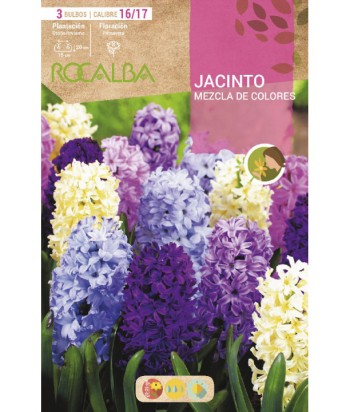 BULBO JACINTO MEZCLA COLORES 3UDS CAL16/17