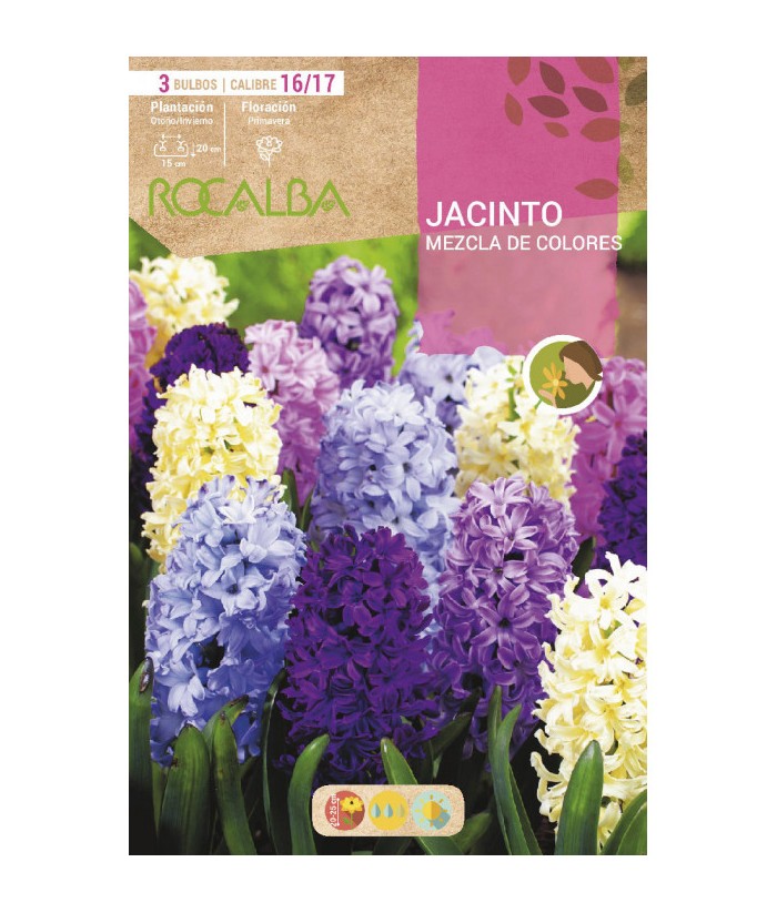 BULBO JACINTO MEZCLA COLORES 3UDS CAL16/17