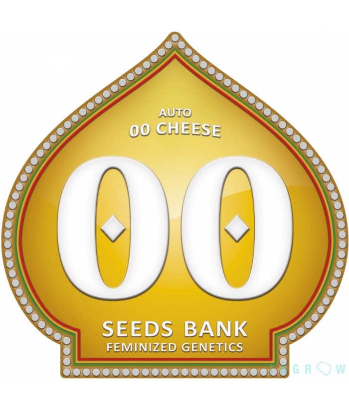 00 SEEDS AUTO 00 CHEESE 5UDS