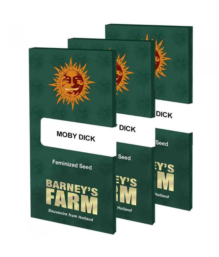 BARNEY`S FARM MOBY DICK FEM 3UDS