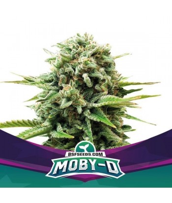BSF SEEDS MOBY-D FEM 4UDS