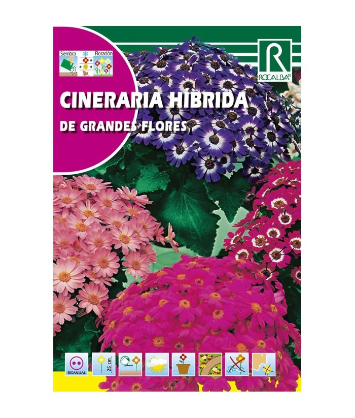 CINERARIA HIBRIDA GRANDES FLORES 0 05GR ROCALBA