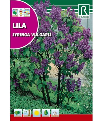 LILA SYRINGA VULGARIS 2GR ROCALBA