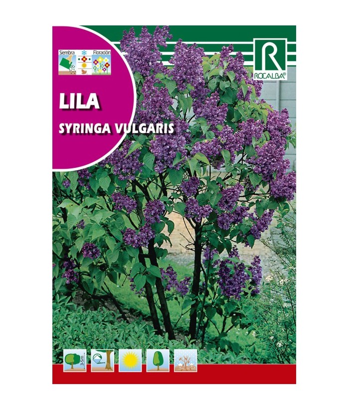 LILA SYRINGA VULGARIS 2GR ROCALBA