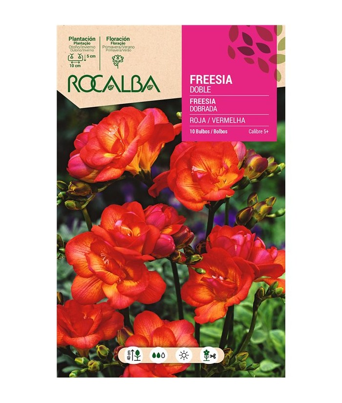 BULBO FREESIA DOBLE ROJA BOLSA 10UDS ROCALBA