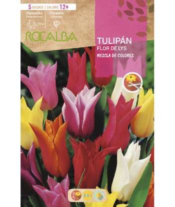 BULBO TULIPAN MEZCLA COLORES 5UDS ROCALBA